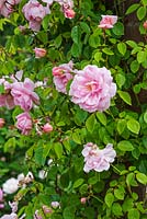 Rosa 'Alida Lovett' - David Austin Rose Garden, Shropshire, UK