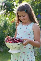 Girl with colander of harvested cherries.