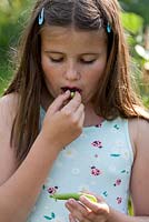 Girl eating freshly picked garden peas.