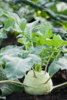 Brassica oleracea - Kohl rabi 'Lanro'