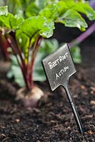 Plant label - Beetroot 'Action'