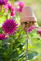 Earwig trap - Upturned terracotta pot filled with straw on top of cane to protect dahlias from damage