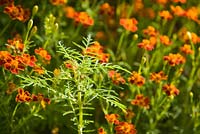 Tagetes 'Paprika'. Hall Farm Garden at Harpswell near Gainsborough in Lincolnshire. August 2014.