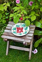 Picked raspberries on plate in garden