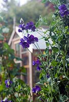 lathyrus - Sweet Pea 'King Size Navy Blue' with greenhouse in background