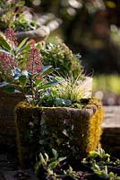 Moss and ivy-covered stone pot is filled with a dwarf skimmia, along with grasses and pansies.