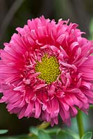 Aster 'Roundabout scarlet'