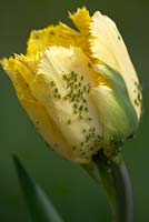 Tulip 'Crispy Gold' with infestation of greenfly and whitefly.