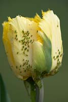 Tulip 'Crispy Gold' with infestation of greenfly and whitefly.