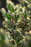 Ilex aquifolium 'Ferox Argentina'