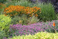 The Hot Garden' at RHS Rosemoor - Helenium 'Sahins Early Flowerer', Monarda 'Prarienach', Pleioblastus viridistriatus, Miscanthus sinensis 'Krater' and Sambucus nigra f. porphyrophylla 'Eva'
