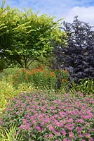 'The Hot Garden' at RHS Rosemoor - Pleioblastus viridistriatus, Monarda 'Prarienacht', Sambucus nigra f. 'porphyrophylla 'Eva', Ulmus glabra 'Lutescens' and Helenium ' Flammendes Kathchen'