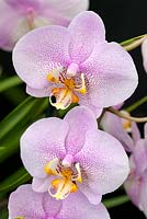 Phalaenopsis 'Misty Beauty'