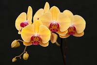 Phalaenopsis 'Younghome Sunkist' 