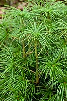 Sciadopitys verticillata - Japanese umbrella pine