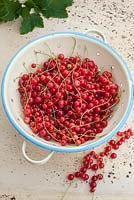 Redcurrants - Ribes harvested and displayed in colander