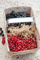 Ribes - Black, white and redcurrants harvested in punnets