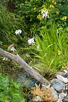 Small wildlife pond with iris