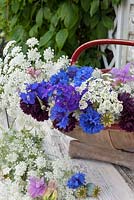 Trug with summer flowers:- centaurea cyanus, ammi major, lathyrus odorata, delphinium and poppy seed heads