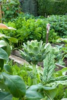 Artichoke in small vegetable garden
