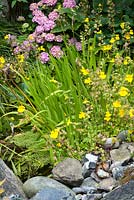 Small wildlife pond edge with pebbles and mimulus