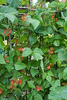 Phaseolus coccineus - Runner beans in flower on canes
