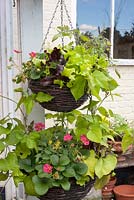 Edible hanging basket planted with salad, strawberries, tomatoes and beans