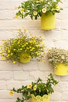 Yellow themed painted tin hanging wall pots - Calibrachoa, Mecardonia 'Gold Dust' and Sedum 'Little Missy'