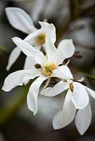 Magnolia x loebneri 'Merrill'.