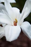  Magnolia x veitchii 'Columbus' 