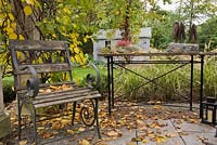 Wooden garden chair and fallen leaves on flagstones underneath a wood and concrete pergola covered with a Kiwi ornemental 'Arctic Beauty' climbing vine -Actinidia kolomikta 'Arctic Beauty' in backyard garden in autumn. Il Etait Une Fois garden, Monteregie, Quebec, Canada. 