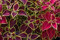Solenostemon scutellarioides - Coleus Blumei 'Wizard Scarlet' - Painted nettle - July - Oxfordshire