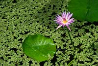Nymphaea A Siebert - Tropical Water lily - July - Surrey