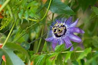 Passiflora 'betty myles young' - Passionflower - July - Surrey
