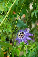 Passiflora 'Betty Myles Young' - Passionflower - July - Surrey