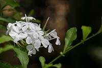 Plumbago auriculata 'Alba' - Cape leadwort flowers - July - Oxfordshire