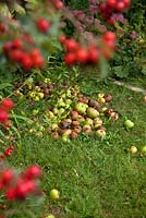 Rotting apples attract wildlife