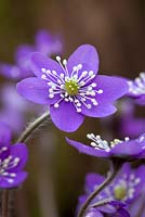 Hepatica nobilis 'Lavender Purple'