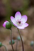 Hepatica pubescens (pink tinged female flower)