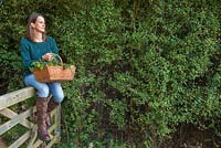Woman sat on gate to meadow with a basket of foraged fruits. Hawthorn, Sloe berries and Rose hips. 