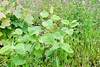 Fallopia japonica - Japanese Knotweed - invasive weed amongst native British flora