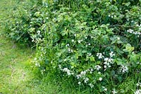 Rubus fruticosus in flower - Blackberry