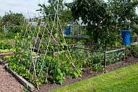 Allotment with vegetable beds with runner bean and cane support, leek, brassica growing under protective frame, fruit trees and greenhouse. Marlborough Road allotment site, Flixton, Manchester. Open for the National Garden Scheme