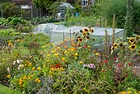 Allotment with raised vegetable beds, greenhouse, protective cloches and a border with mixed garden flowers of sunflower, marigold and Rudbeckia. Marlborough Road allotment site, Flixton, Manchester. Open for the National Garden Scheme