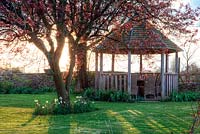 The sun shines through an old Prunus next to the gazebo - Allington Grange