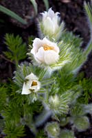 Pulsatilla vulgaris 'Alba' - Pasque flower 