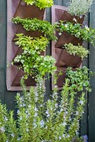 Herb wall planter containing Helichrysum italicum, Viola tricolor, Marjoram, Trailing Mint, Tanacetum parthenium, Chervil, Origanum vulgare 'Variegata', Corsican Mint