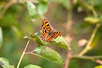 Comma Butterfly - Polygonia c-album 