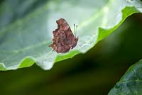 Comma Butterfly - Polygonia c - album on a Rhubarb leaf