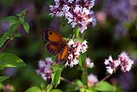 Gatekeeper butterfly - Pyronia tithonus feeding on Oreganum vulgare